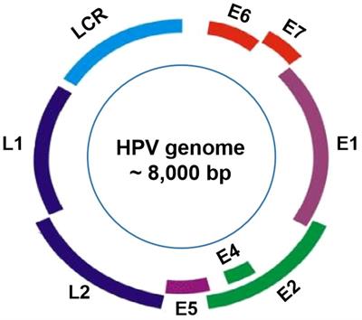 Current status and future directions for the development of human papillomavirus vaccines